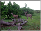 foto Parco nazionale del Chobe